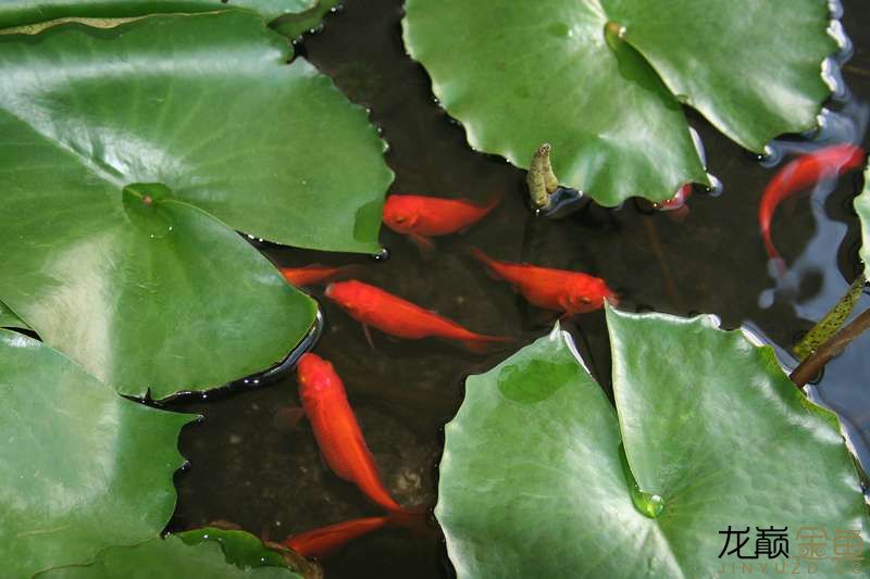 綿陽水族館就在身邊的金魚生活