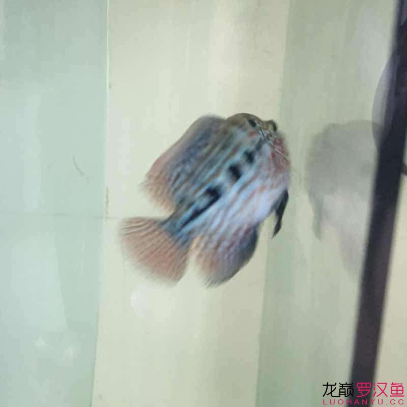 贏明峰水族菩提飼料小苗初長成夢想中的羅漢