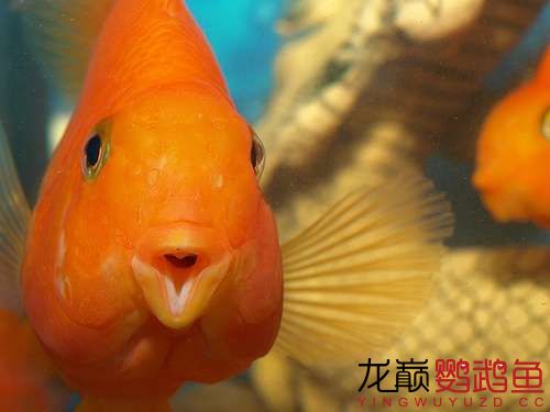 揚(yáng)州觀賞魚市場(chǎng)你嘟嘴賣萌給誰(shuí)看 觀賞魚市場(chǎng)（混養(yǎng)魚） 第1張