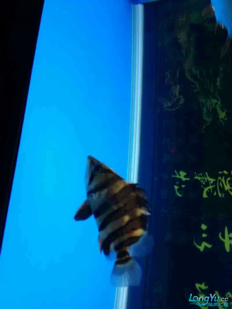 今天才入的小虎魚 大家看看能變明不 看著有點黑 虎魚百科 第1張