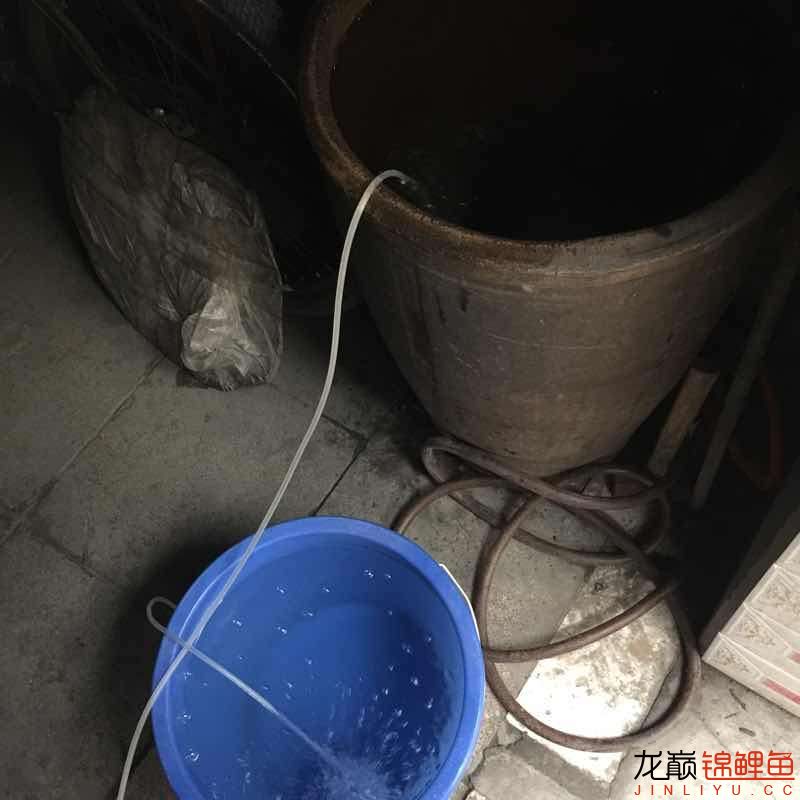 昨晚驚嚇不小啊 海象魚(yú) 第3張