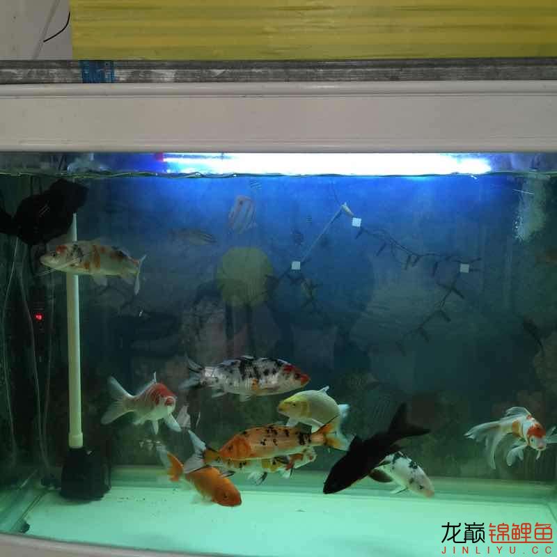 昨晚驚嚇不小啊 海象魚(yú) 第7張