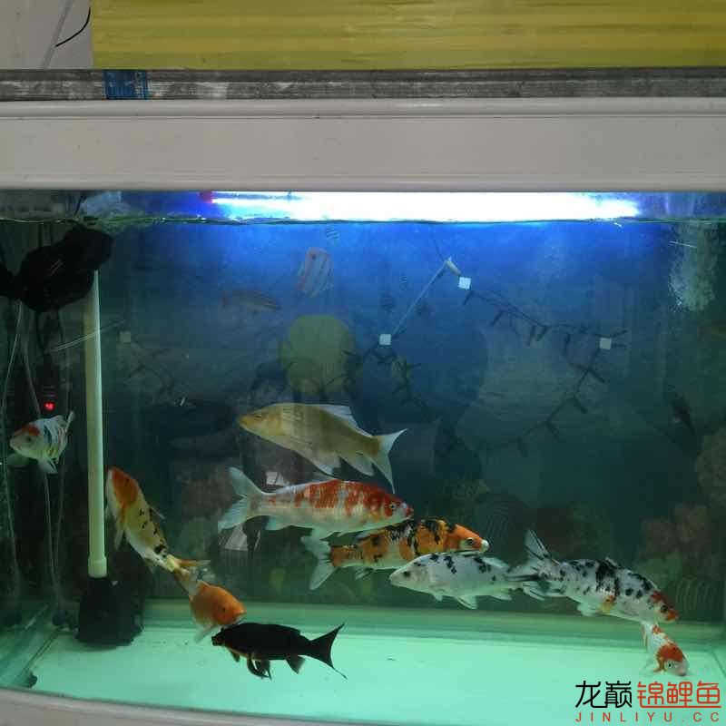 昨晚驚嚇不小啊 海象魚(yú) 第8張