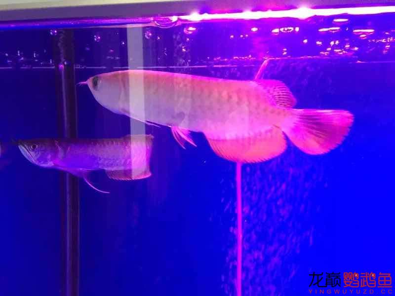 延安觀賞魚市場先練手吧