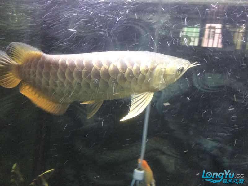 存档下养两个月了 广州水族器材滤材批发市场 第9张