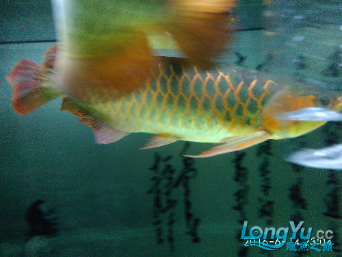 金龍魚紅龍魚混養(yǎng) 稀有金龍魚 第1張