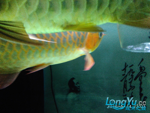 金龍魚紅龍魚混養(yǎng)