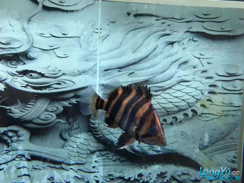 四海水族泰國(guó)貿(mào)易邀你來(lái)拼魚 猥瑣小虎 泰國(guó)虎魚 第4張