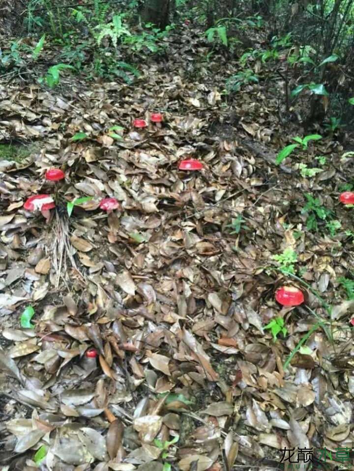 十堰观赏鱼市场野采红菇