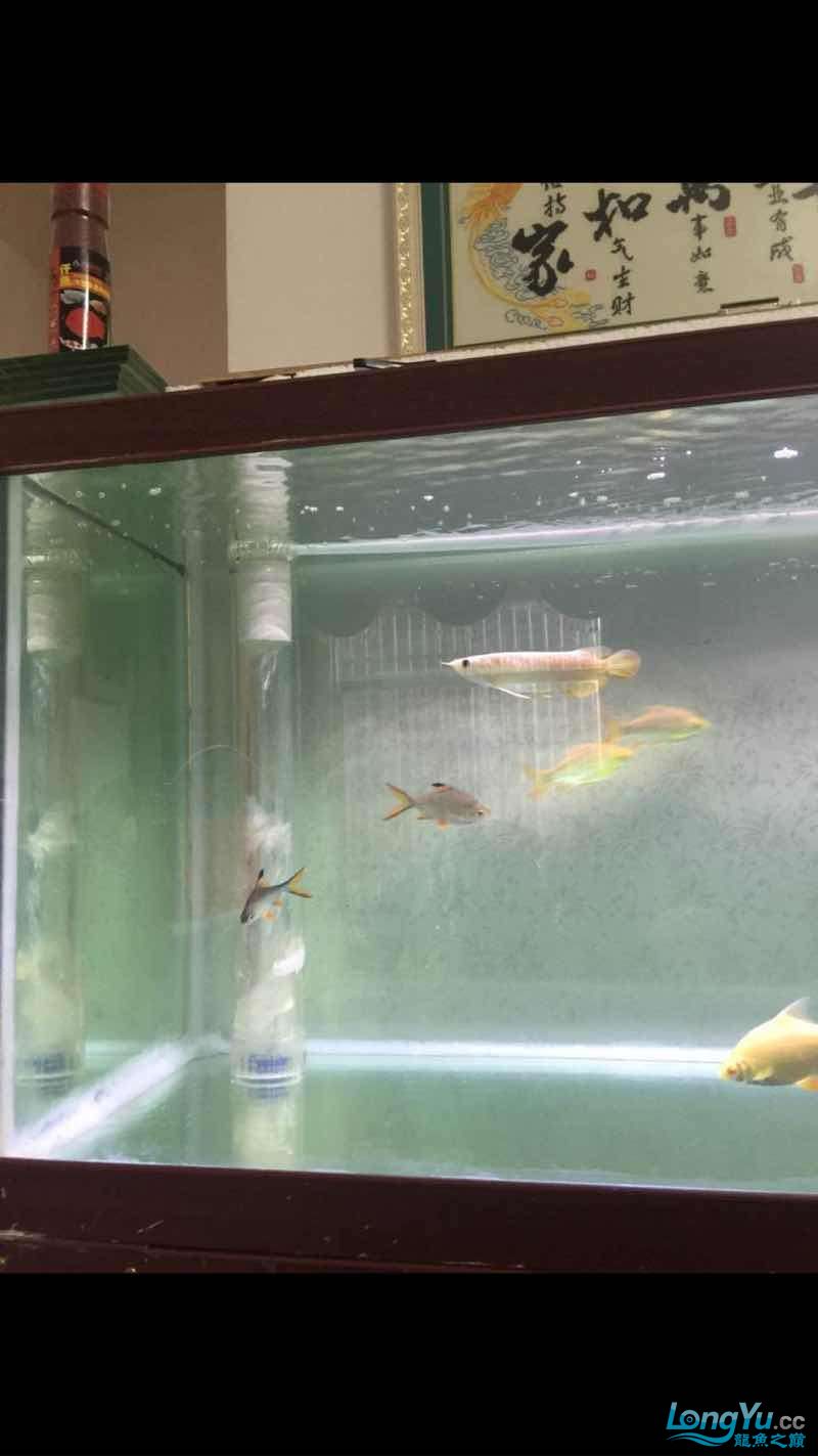 溫州水族館四海水族泰國貿(mào)易邀你來拼魚下水一個月 黃金招財貓魚 第3張