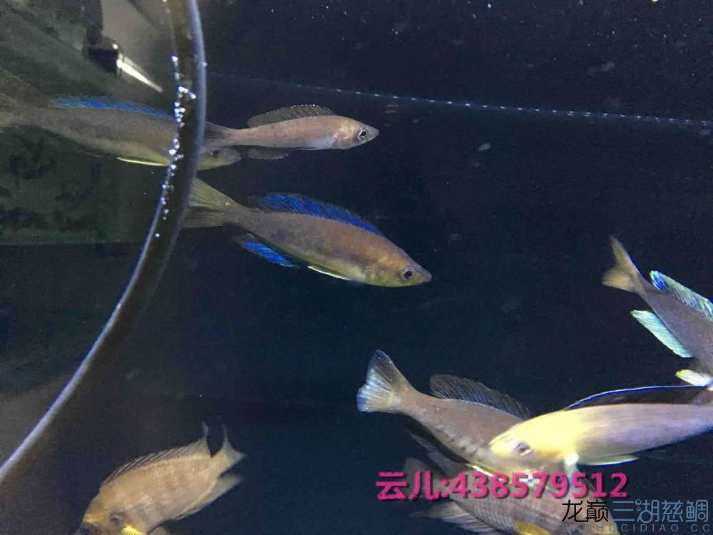 發(fā)點(diǎn)大家喜歡的東西快來圍觀 白子關(guān)刀魚 第4張