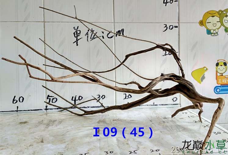 漯河觀賞魚市場新鮮出爐龍沉木(樹型枝杈型沉水不黃水) 觀賞魚市場（混養(yǎng)魚） 第18張