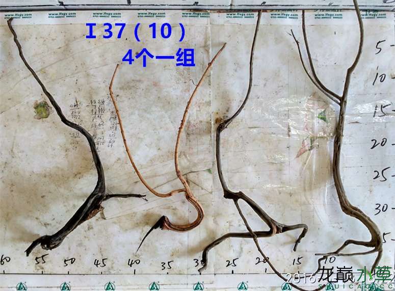 漯河觀賞魚市場新鮮出爐龍沉木(樹型枝杈型沉水不黃水) 觀賞魚市場（混養(yǎng)魚） 第55張