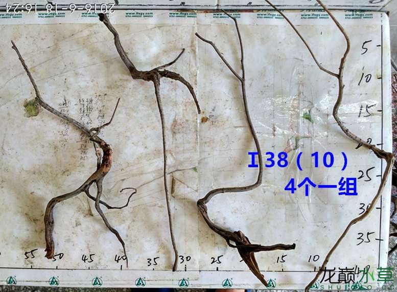 漯河觀賞魚市場新鮮出爐龍沉木(樹型枝杈型沉水不黃水) 觀賞魚市場（混養(yǎng)魚） 第56張