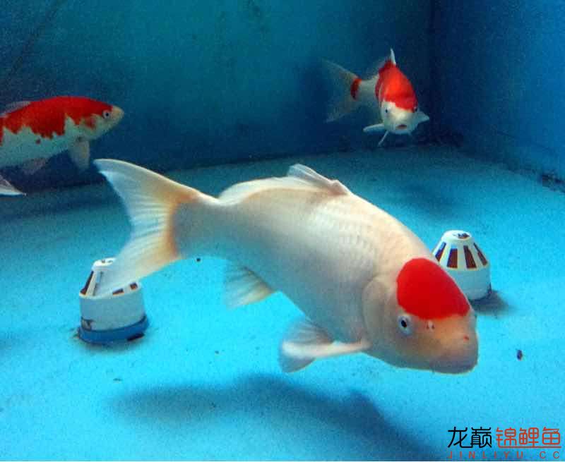 金華觀賞魚市場(chǎng)絕世之美 觀賞魚市場(chǎng)（混養(yǎng)魚） 第2張