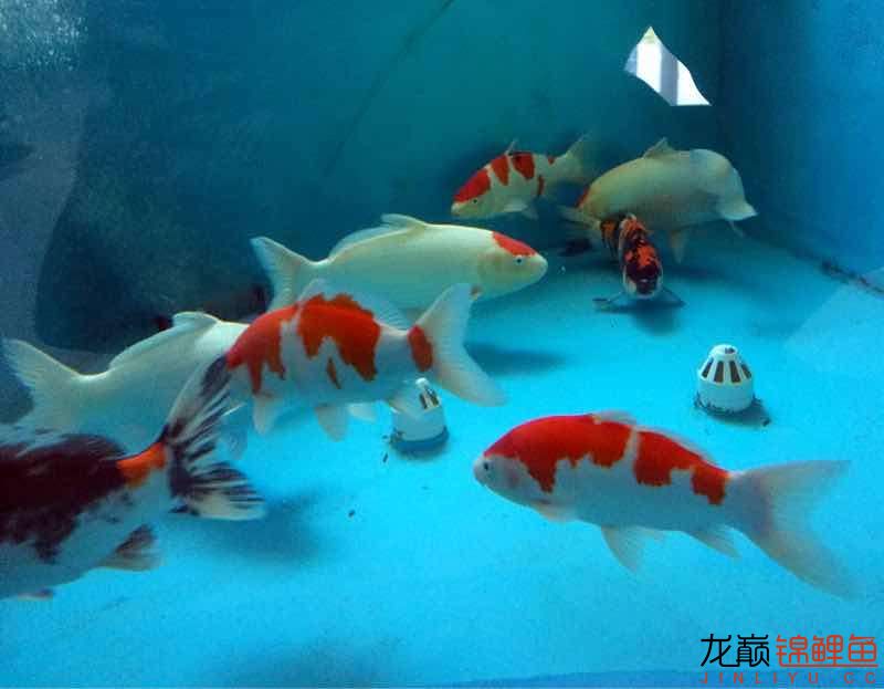 金華觀賞魚市場(chǎng)絕世之美 觀賞魚市場(chǎng)（混養(yǎng)魚） 第6張