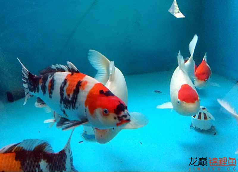 金華觀賞魚市場(chǎng)絕世之美 觀賞魚市場(chǎng)（混養(yǎng)魚） 第7張