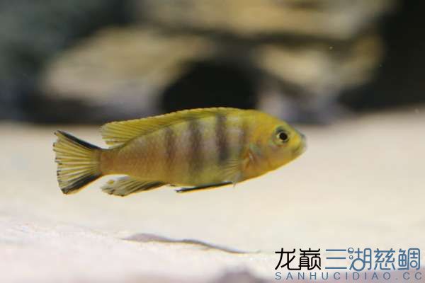 Cynotilapia afra yellow Mara Rocks黄阿芙拉马拉岩2.jpg