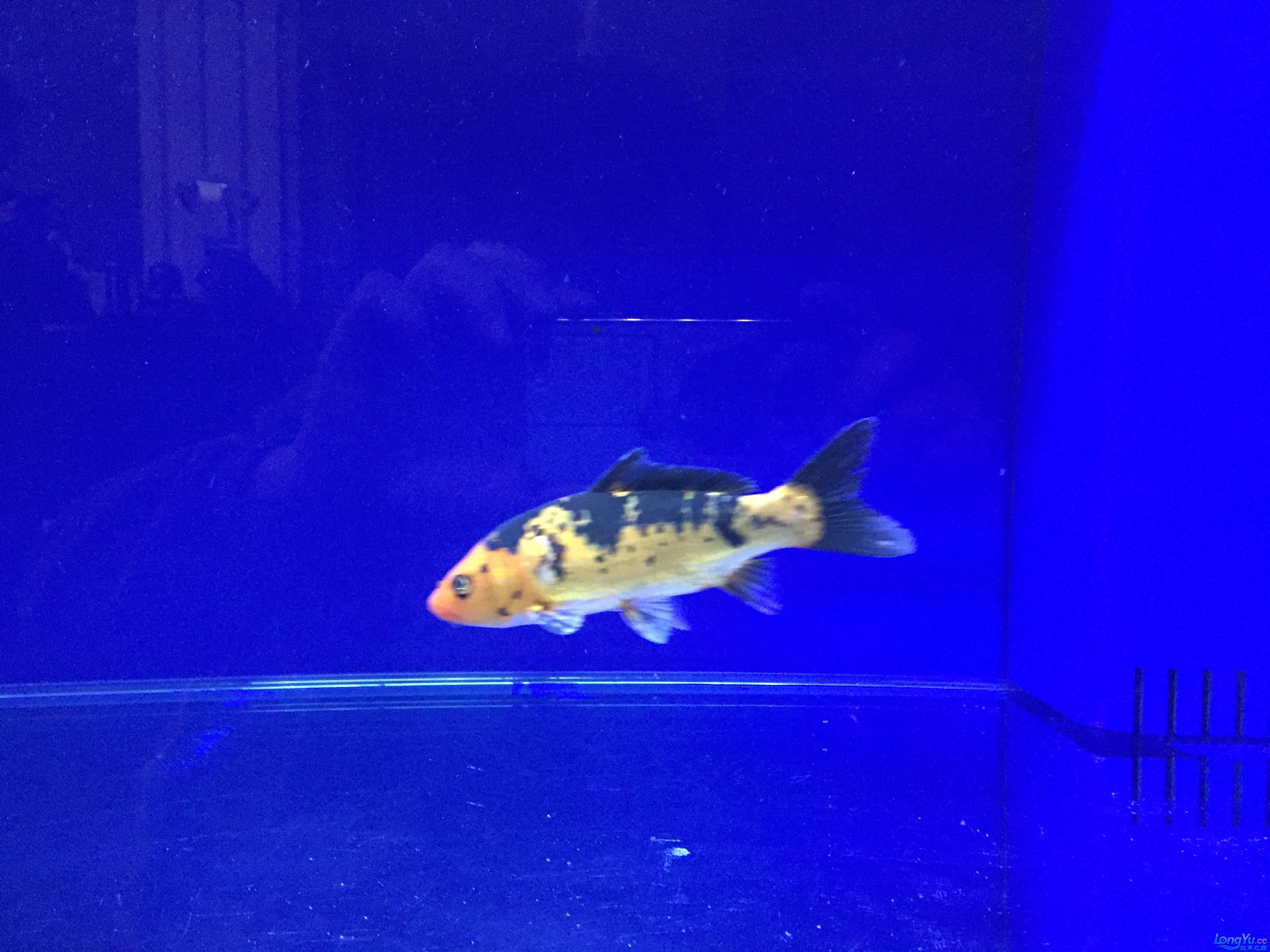 朝阳水族馆请高手看看这个是什么品种