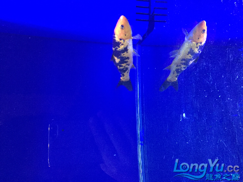 朝阳水族馆请高手看看这个是什么品种 白子球鲨鱼 第2张