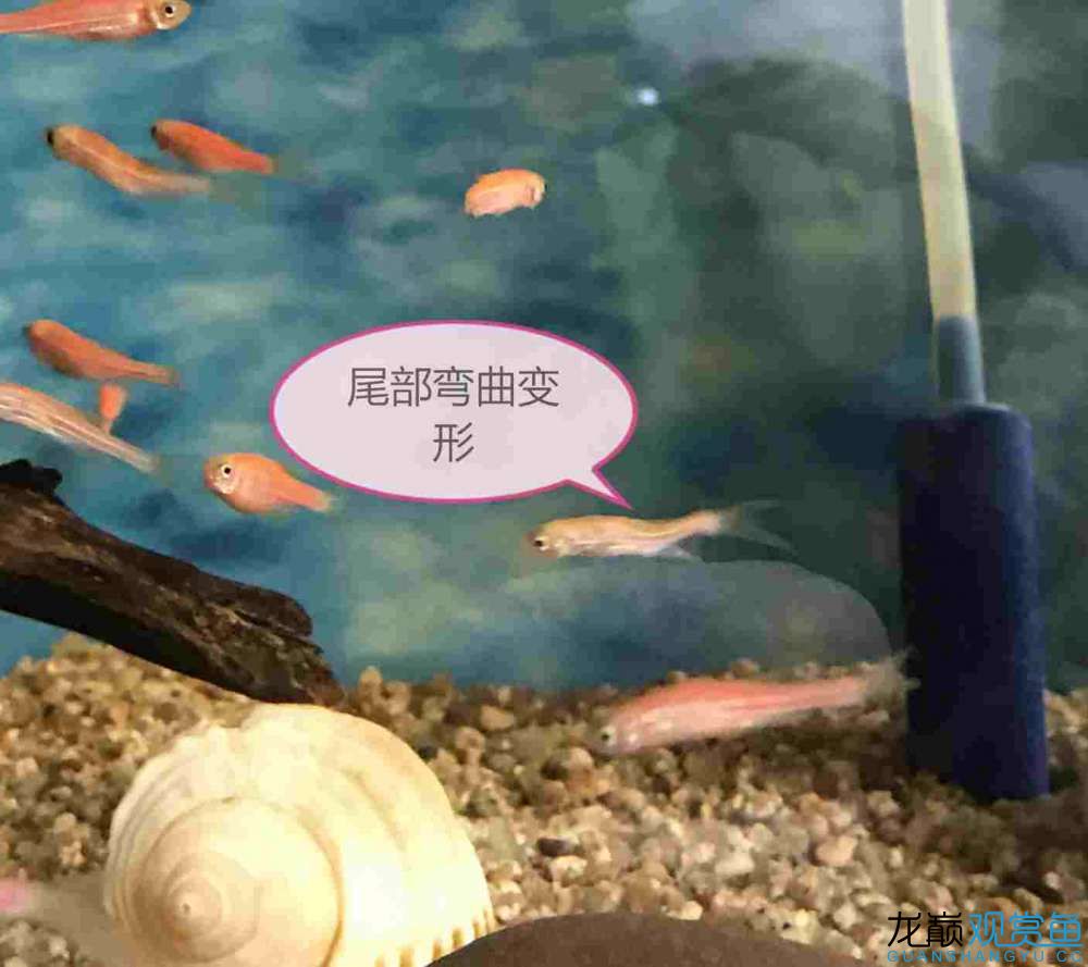 荆州水族馆帮我看看如何治疗病鱼？ 斑马鸭嘴鱼 第4张