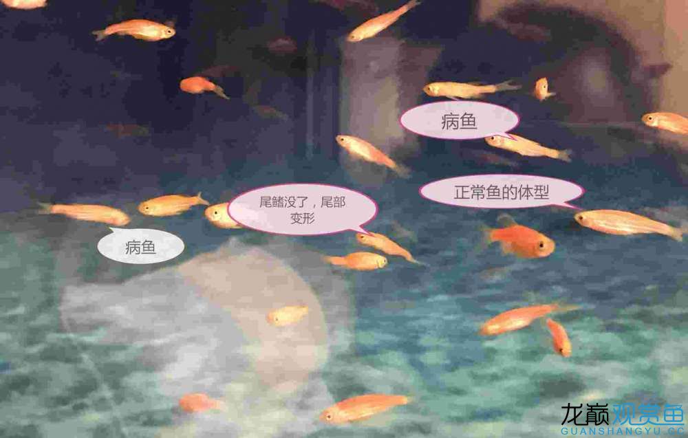 荆州水族馆帮我看看如何治疗病鱼？ 斑马鸭嘴鱼 第5张