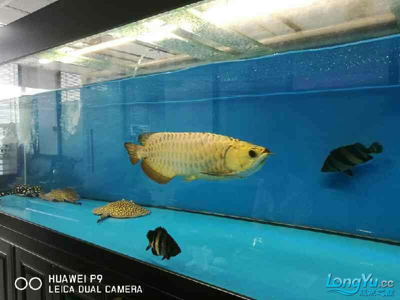 換水中新進(jìn)兩只純?nèi)y泰虎 泰國虎魚 第5張