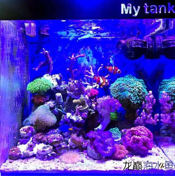 嘉峪关水族馆这个微缸真不简单[转] 白子球鲨鱼 第13张