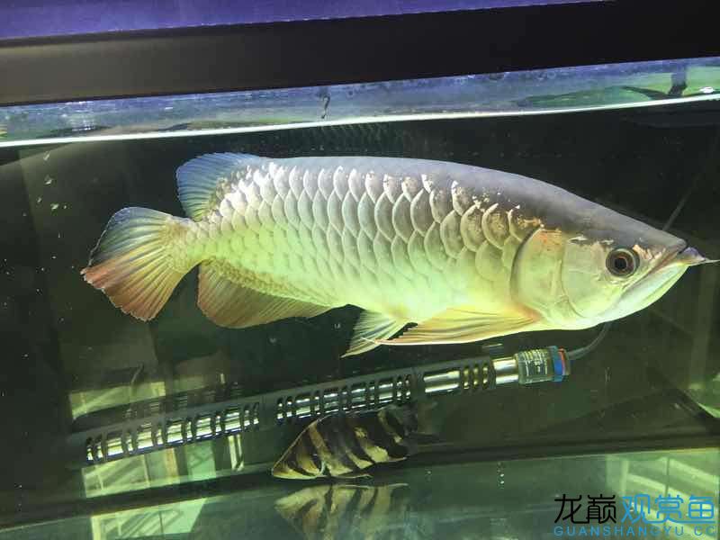 台州水族馆吃五谷杂粮长大的龙鱼