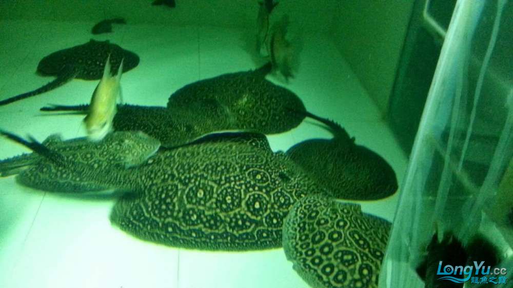 崇左水族館上海出1公2母黑帝種魚成魚5000元打包價(jià) 申古銀版魚 第6張