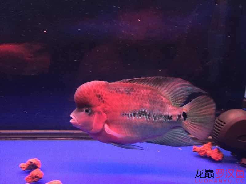 南平水族馆便宜幻彩 野彩鱼 第5张