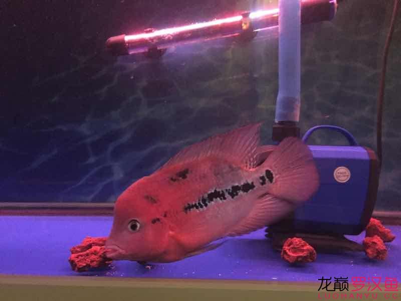 南平水族馆便宜幻彩 野彩鱼 第6张