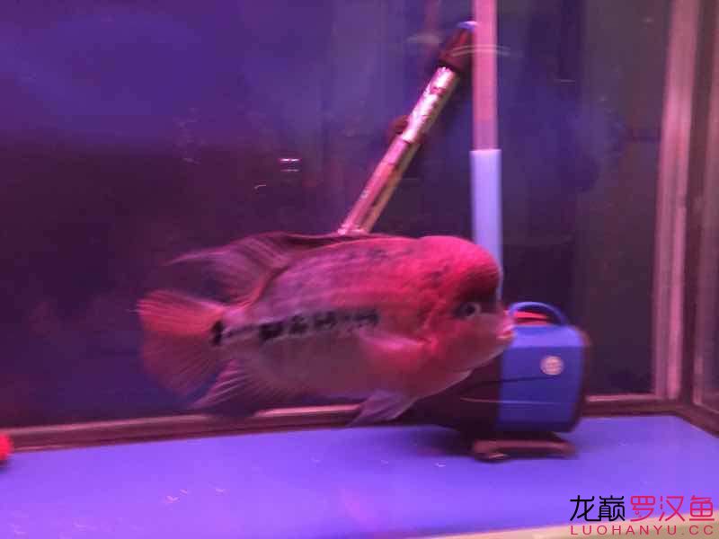 南平水族馆便宜幻彩 野彩鱼 第8张