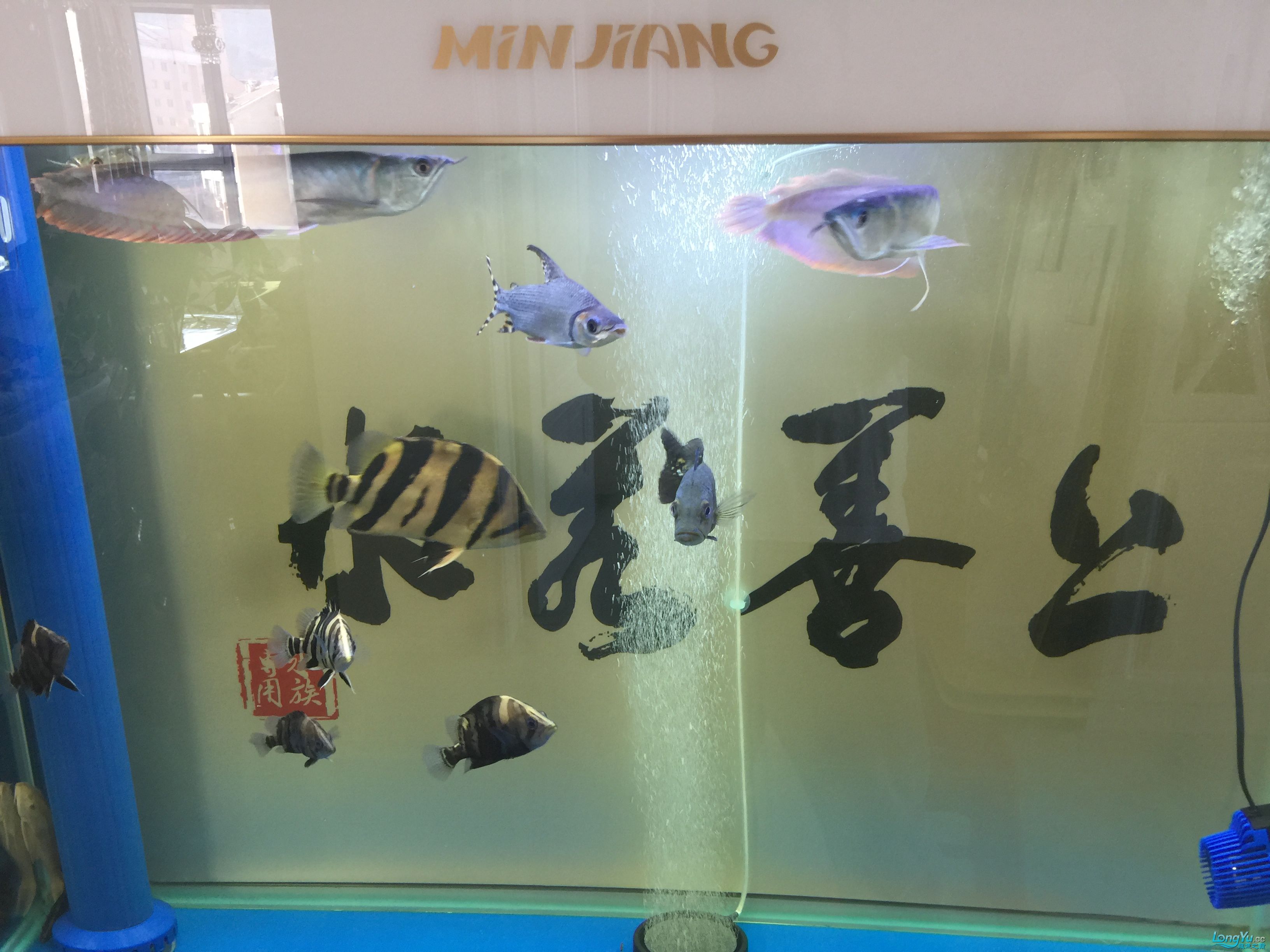 新手瞎養(yǎng)這些就滿足了哈哈 星點金龍魚 第4張