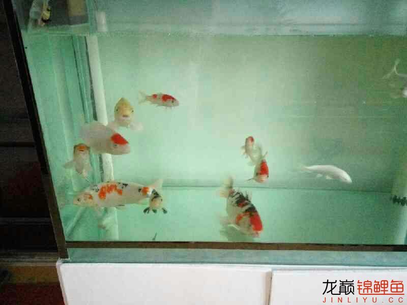 沈陽水族館養(yǎng)魚的快樂 粗線銀版魚 第4張