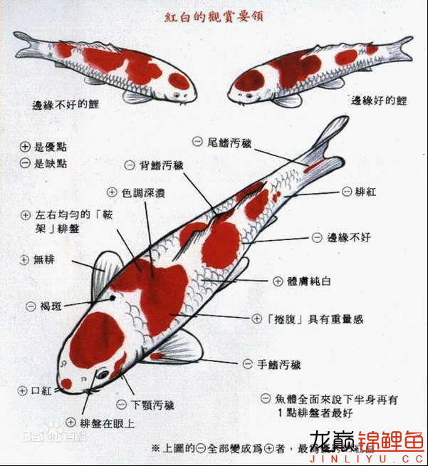 红白锦鲤的挑选,鉴赏标准都有哪些?