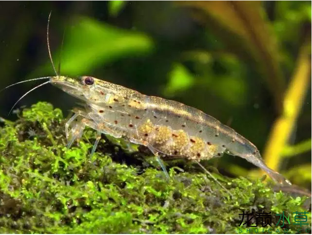 除藻生物之工具虾