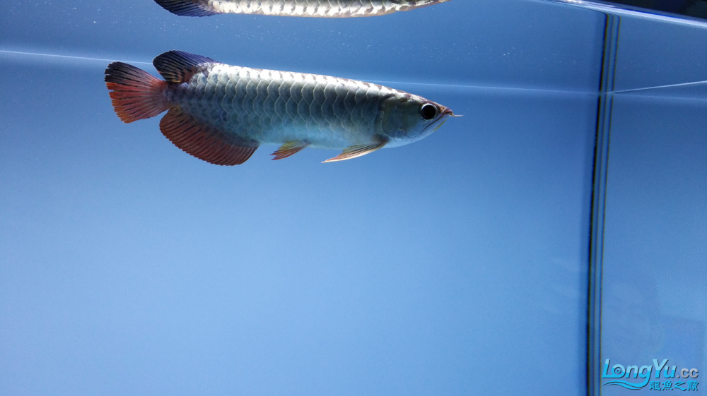 洛阳水族馆:大神来帮我分析下是什么原因我的小龙状态不好