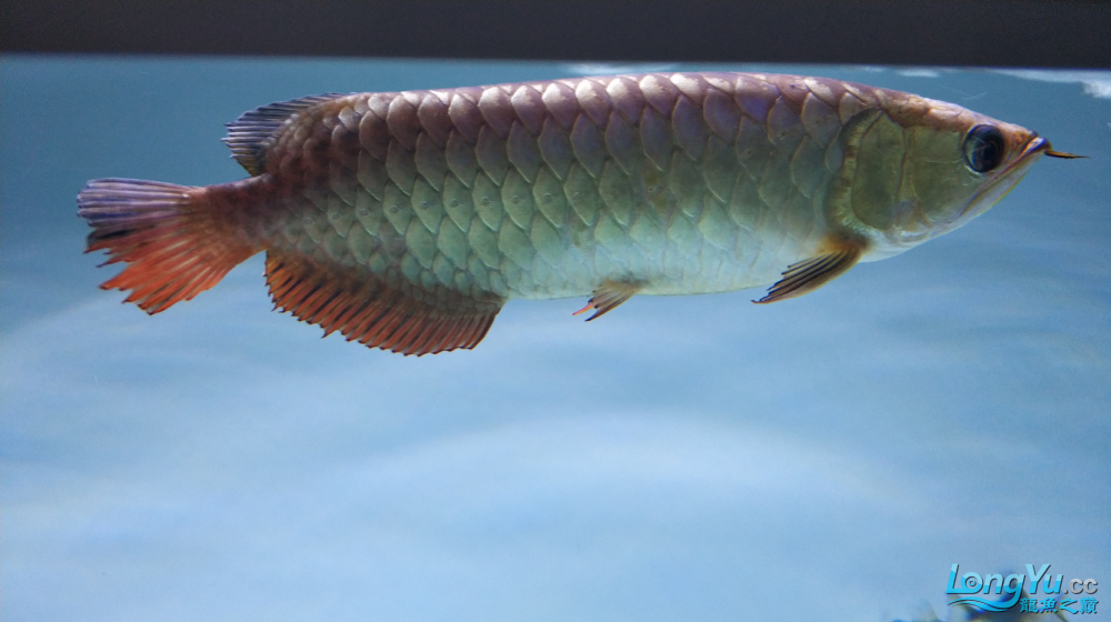 洛陽(yáng)水族館:大神來(lái)幫我分析下是什么原因我的小龍狀態(tài)不好 白化巴西龜（白巴） 第2張