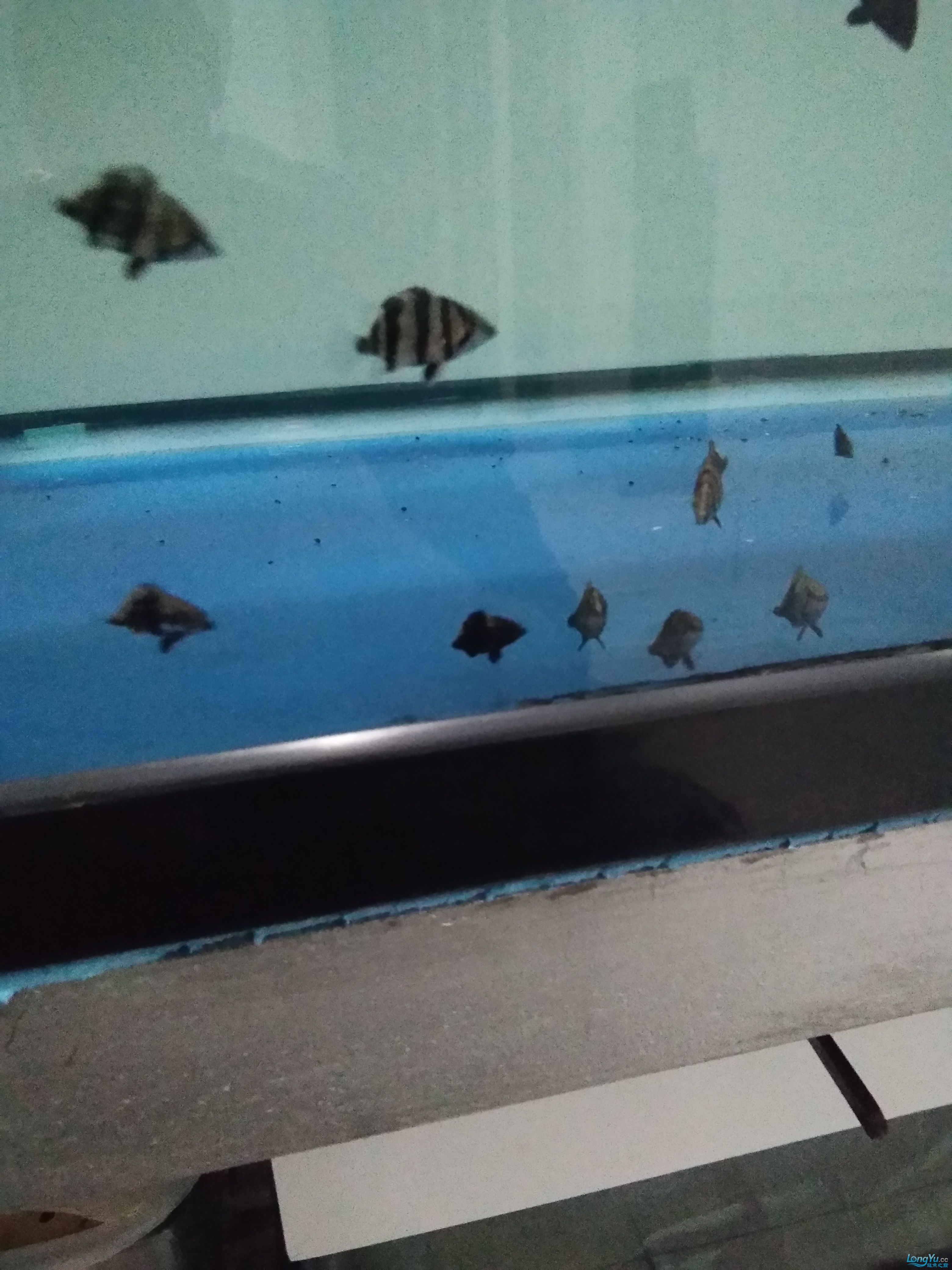 手欠虎苗小魚(yú)缸換大魚(yú)缸水泵吸走2條 魚(yú)缸水泵 第2張