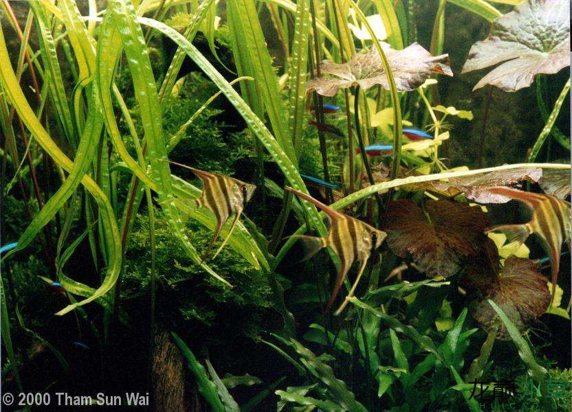 防城港水族馆新加坡风格水草造景 水草 第3张