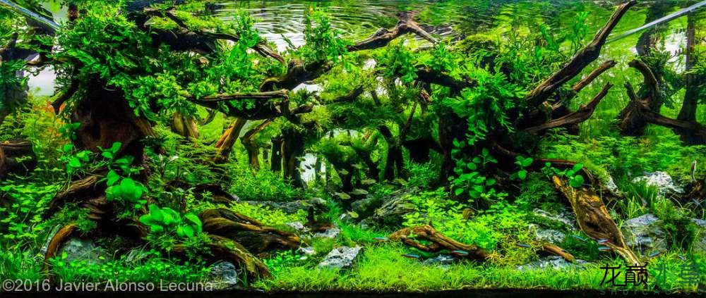 西寧水族館墨西哥風(fēng)格水草造景 水草 第8張