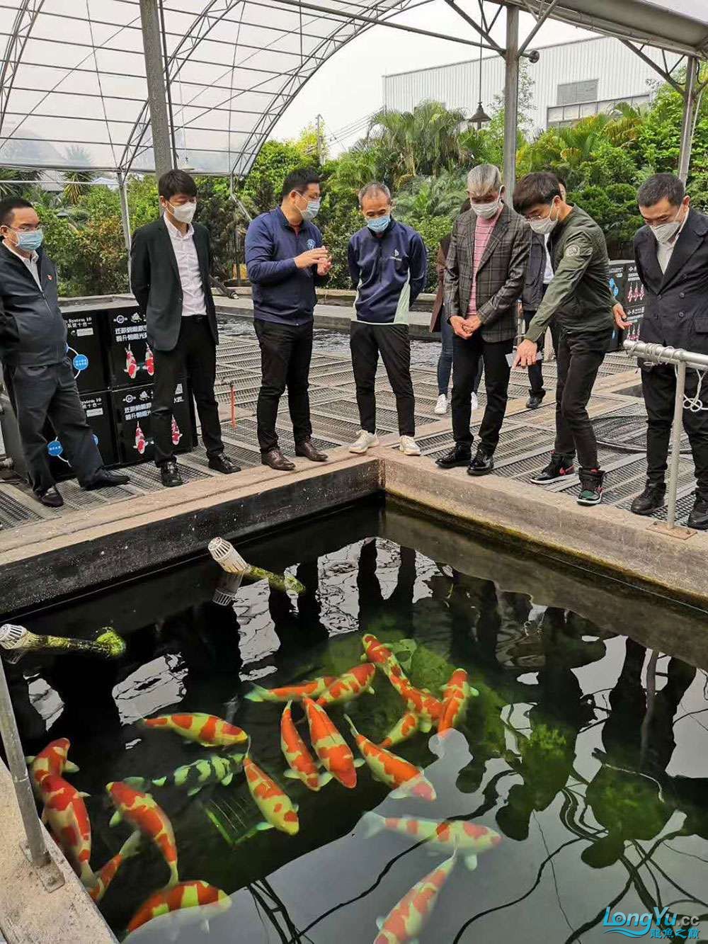 万科创始人王石以鱼会友参观顺德长龙锦鲤养殖场
