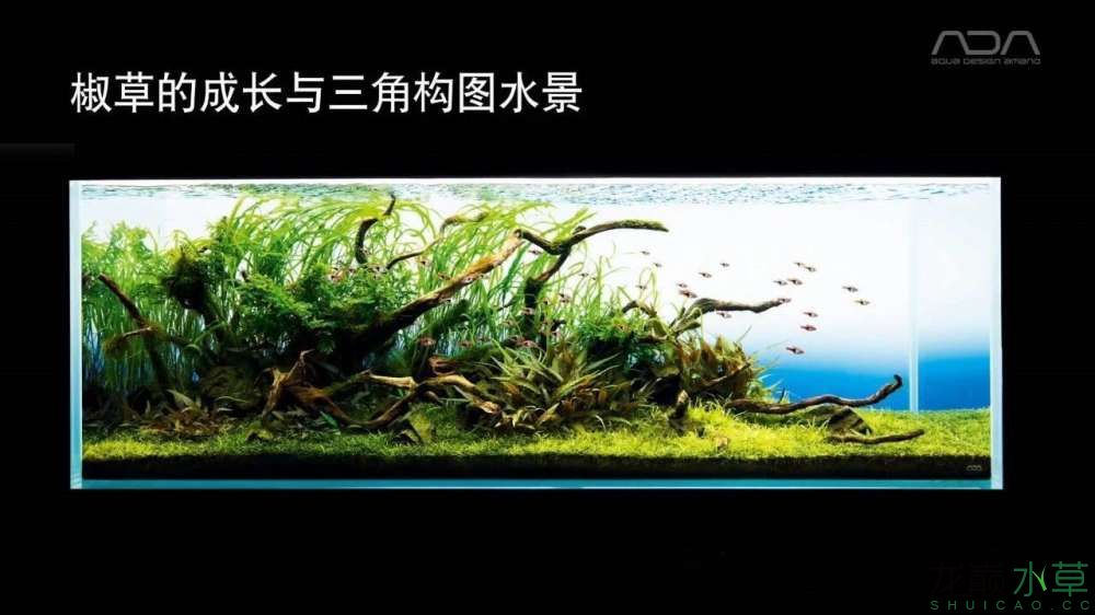 diy仿ada风格水草缸背景灯 - 水草造景 - 龙巅水草