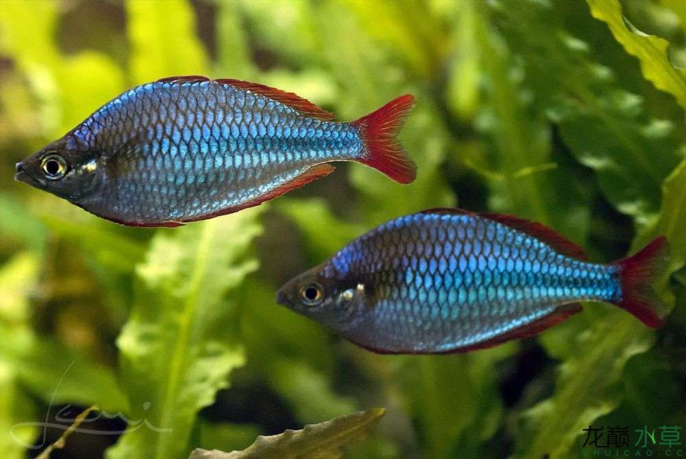 忻州水族馆荷兰缸里的电光美人