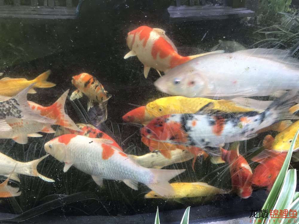 天津觀賞魚市場求助臺風(fēng)過后魚都開始長黑斑該怎么預(yù)防和治療？