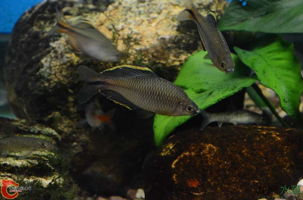 孝感水族馆大陆原生造景常用鱼之鲤科鱊亚科篇鳑鲏亚科