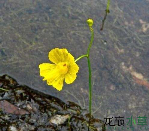 國產(chǎn)食蟲水草黃花挖耳草黃花貍藻