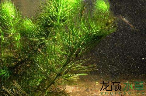 金鱼藻的变种大金鱼藻和火龙藻