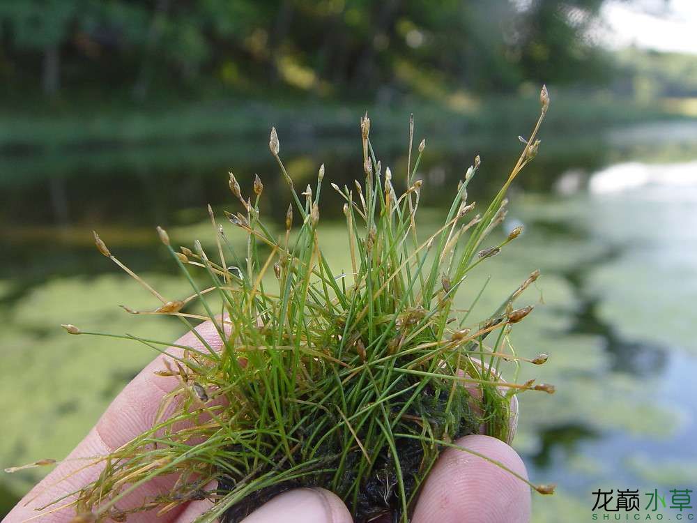 在稻田里是杂草在水草缸里就是宝前景草牛毛毡 水草 第5张